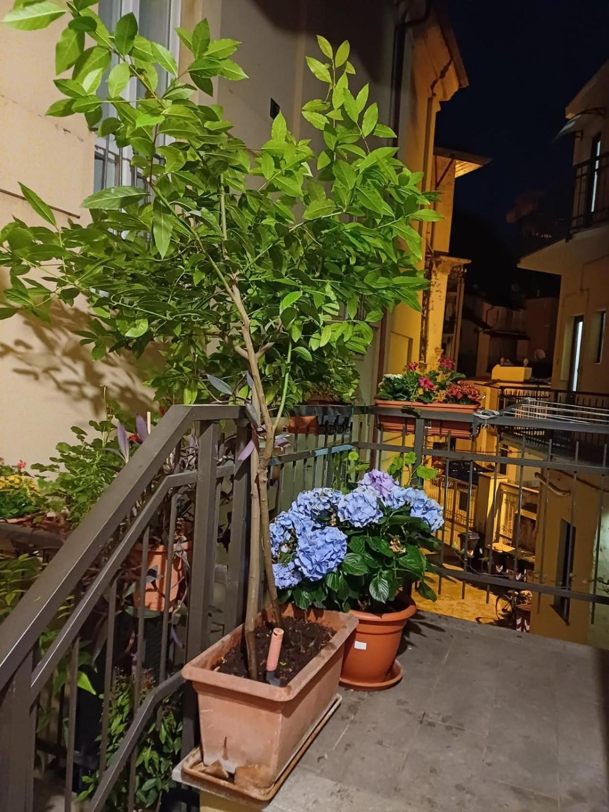 La Terrazzina, Silenzioso, Zona Piazza Gran Madre Daire Torino Dış mekan fotoğraf